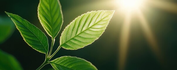 Aufkleber - Micro foliage idea. Close-up of vibrant green leaves illuminated by sunlight, showcasing natural beauty.