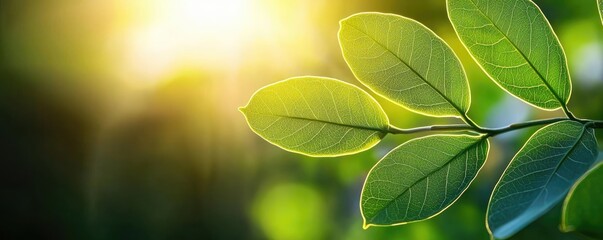 Poster - Micro foliage idea. Fresh green leaves basking in sunlight, symbolizing growth and nature's beauty.