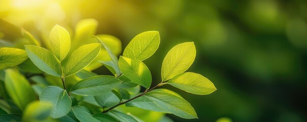 Poster - Micro foliage idea. Close-up of vibrant green leaves illuminated by soft sunlight, showcasing nature's beauty.