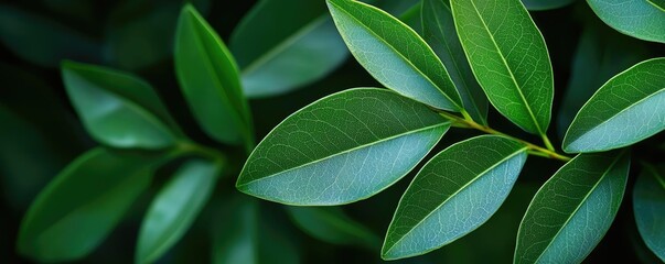 Poster - Micro foliage idea. Close-up of vibrant green leaves with a smooth texture and natural shine.