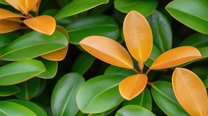 Poster - Micro foliage idea. Vibrant green leaves with a touch of orange, showcasing nature's beauty and diversity.