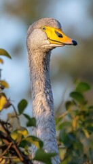 Wall Mural - A close-up of a bird with a long neck and a distinctive yellow bill.