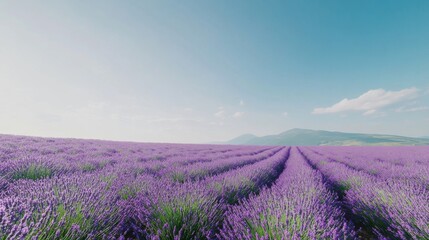 Poster - A field of lavender in full bloom under a clear blue sky, wide-angle shot, Minimalist style