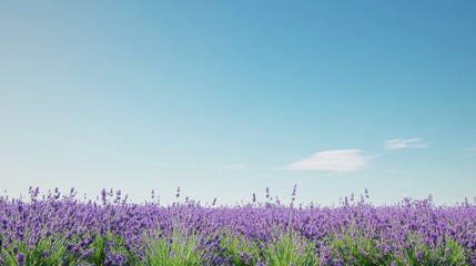 Poster - A field of lavender under a clear blue sky, wide shot, Naturalistic style