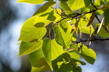 Wall Mural - Green leaves against the blue sky under the sun. Summer forest landscape.