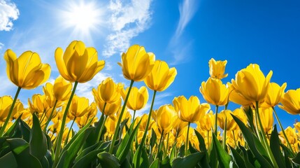 Aufkleber - A field of yellow tulips under a bright blue sky, wide-angle shot, Sunny day style