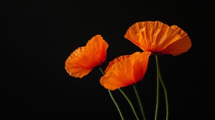 Aufkleber - A minimalist composition of fiery orange poppies against a stark black background, close-up shot, Modern style