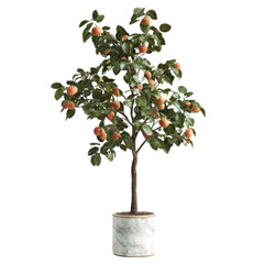 Orange tree, white isolate background