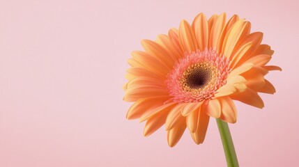 A single bright orange gerbera daisy with its petals fully open against a soft pastel pink background, close-up shot, Minimalist style