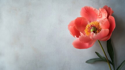 Poster - A single coral peony set against a light slate background, close-up shot, Minimalist style