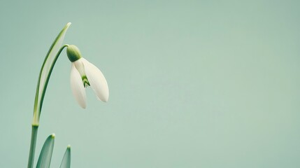 Poster - A single delicate snowdrop flower emerging against a soft pastel green background, close-up shot, Minimalist style