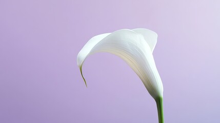 Poster - A single elegant calla lily with its graceful curves against a soft pastel purple background, close-up shot, Minimalist style