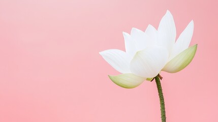 Poster - A single elegant lotus flower with its petals gracefully spread against a soft pastel pink background, side view shot, Minimalist style