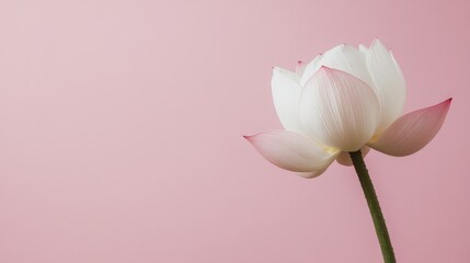 Poster - A single elegant lotus flower with its petals gracefully spread against a soft pastel pink background, side view shot, Minimalist style