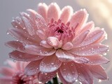 Pink chrysanthemum flower with water drops on petals