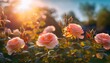 © Phurichai - Sunset Peach Roses Romantic Garden Bloom Nature Photography