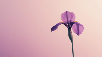 Poster - A single purple iris flower with soft ambient light, minimalist shot, Zen tranquility style