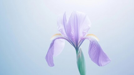 Poster - A single purple iris flower with soft ambient light, minimalist shot, Zen tranquility style