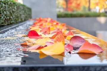 Poster - The image captures vibrant autumn leaves floating on a reflective water surface, offering a beautiful representation of transition and reflection in nature.