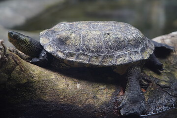 Poster - Common Thread Turtle