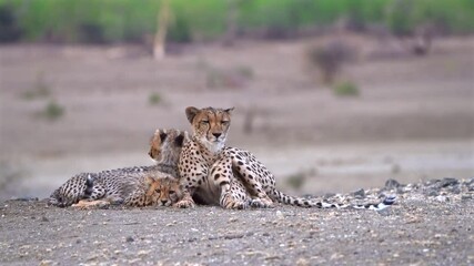 Wall Mural - Wide hot of a cheetah family lying close together on a hill, Mashatu Game Reserve.