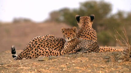 Wall Mural - Medium shot of a female cheetah lying close together with her cub, Mashatu Game Reserve.