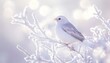 © Ilja - White Bird on a Frosty Branch Peaceful Winter Serenity With Gentle Bokeh and Soft Light
