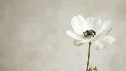Poster - A single snow-white anemone set against a soft grey-beige background, close-up shot, Minimalist style
