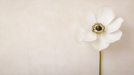 Poster - A single snow-white anemone set against a soft grey-beige background, close-up shot, Minimalist style