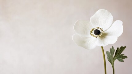 Poster - A single snow-white anemone set against a soft grey-beige background, close-up shot, Minimalist style