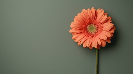 Poster - A single soft coral gerbera daisy set against a muted olive background, close-up shot, Minimalist style