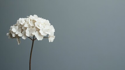 Fototapete - A single soft ivory hydrangea against a muted grey background, close-up shot, Minimalist style