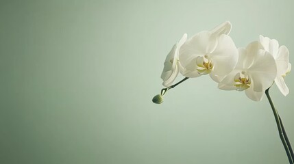 Fototapete - A single soft ivory orchid against a muted sage background, close-up shot, Minimalist style