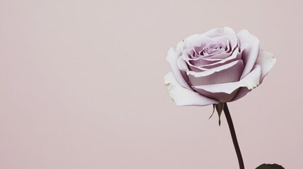 Fototapete - A single soft lavender rose against a muted taupe background, close-up shot, Minimalist style