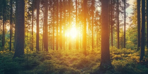 Wall Mural - Stunning sunset and sunrise create a beautiful scene, with sunshine illuminating a coniferous forest. Sunlight and sunbeams filter through the woods, showcasing a panoramic forest landscape.