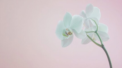 Fototapete - A single soft mint green orchid against a pale pink background, close-up shot, Minimalist style