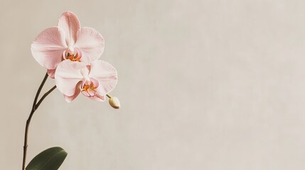 Poster - A single soft pink orchid against a light grey-beige background, close-up shot, Minimalist style