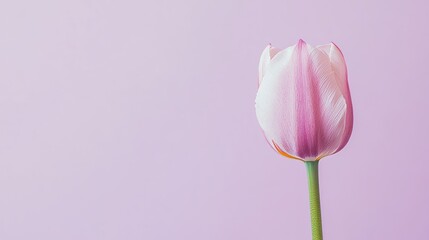 Fototapete - A single soft pink tulip against a muted lavender background, close-up shot, Minimalist style
