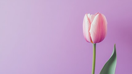 Poster - A single soft pink tulip against a muted lavender background, close-up shot, Minimalist style