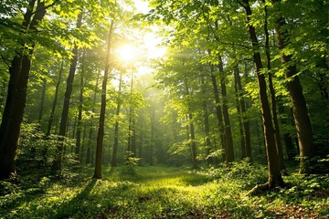  Lush green forest with sunlight filtering through trees and creating a serene atmosphere.