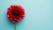 © ArpPSIqee - A single vibrant dahlia flower with its petals fully open against a soft pastel blue background, top-down shot, Minimalist style