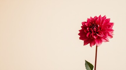 Aufkleber - A single vibrant fuchsia dahlia against a muted beige background, close-up shot, Minimalist style