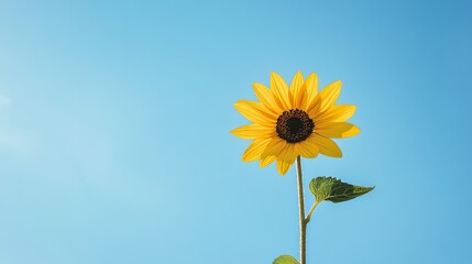 Poster - A single yellow sunflower against a clear blue sky, low-angle shot, Natural light style