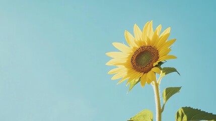 Poster - A single yellow sunflower against a clear blue sky, low-angle shot, Natural light style