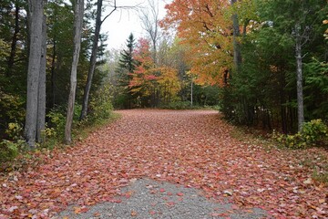 Poster - A scenic autumn forest path covered in vibrant red leaves, reflective of the season's beauty and tranquility, perfect for a peaceful retreat in nature.