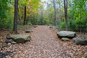Poster - A woodland trail blanketed by fallen autumn leaves, offering a serene escape into nature's beauty and the quiet reflection of the forest scenery.