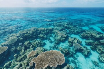 Poster - This image beautifully captures an expansive view of a coral reef sitting beneath clear blue waters, revealing the intricate and diverse structures of this marine ecosystem.