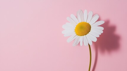Aufkleber - A solitary daisy placed against a light pink background, close-up shot, Minimalist style