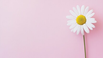 Aufkleber - A solitary daisy placed against a light pink background, close-up shot, Minimalist style