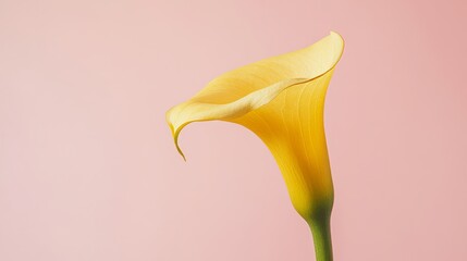 Aufkleber - A solitary golden-yellow calla lily against a muted rose background, close-up shot, Minimalist style